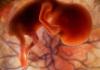 Jedanaesta nedelja trudnoće - šta se dešava sa bebom, fotografija fetusa, senzacije